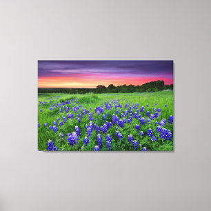 Flowers Bluebonnets at Sunset Texas Canvas Print
