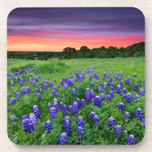 Flowers Bluebonnets at Sunset Texas Coaster