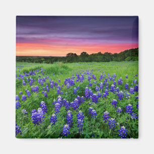 Flowers   Bluebonnets at Sunset Texas Magnet