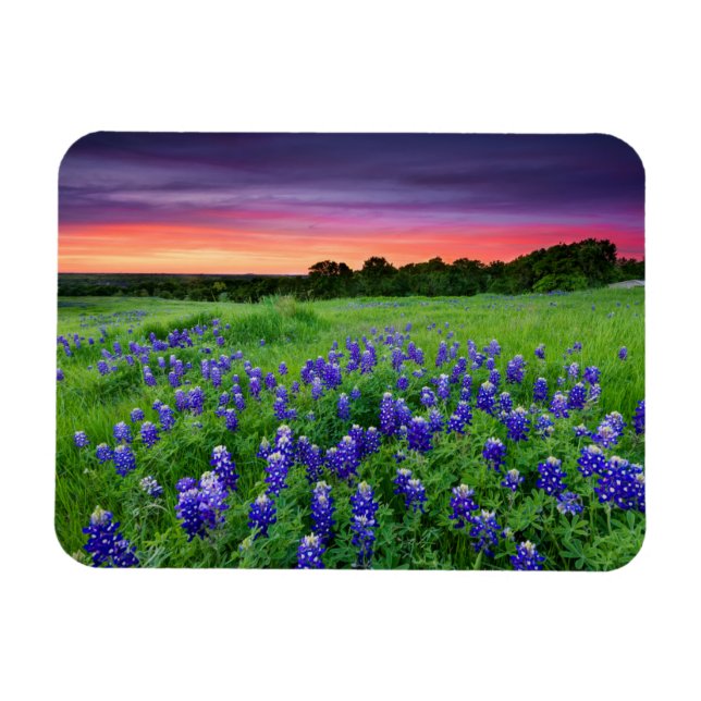 Flowers | Bluebonnets at Sunset Texas Magnet (Horizontal)