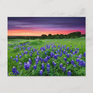 Flowers   Bluebonnets at Sunset Texas Postcard
