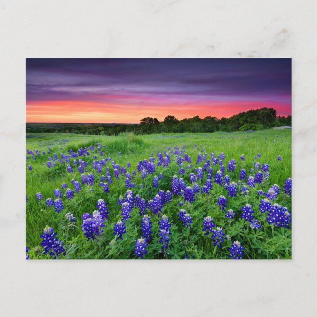 Flowers | Bluebonnets at Sunset Texas Postcard (Front)