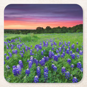Flowers Bluebonnets at Sunset Texas Square Paper Coaster