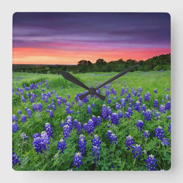 Flowers | Bluebonnets at Sunset Texas Square Wall Clock (Front)