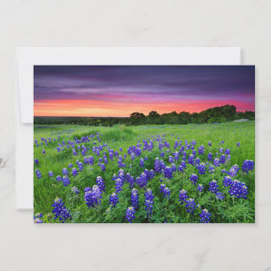 Flowers Bluebonnets at Sunset Texas Thank You Card