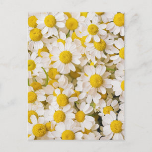 Flowers Bunch of Chamomiles Postcard