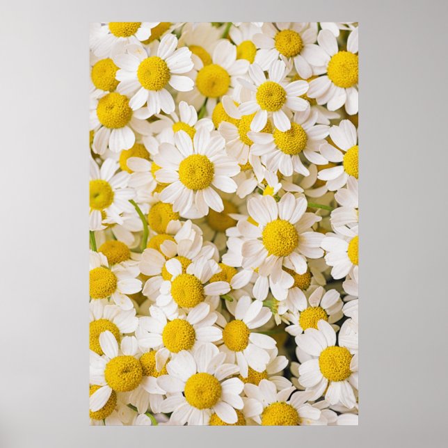 Flowers | Bunch of Chamomiles Poster (Front)