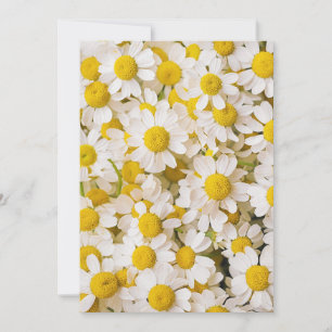 Flowers Bunch of Chamomiles Thank You Card