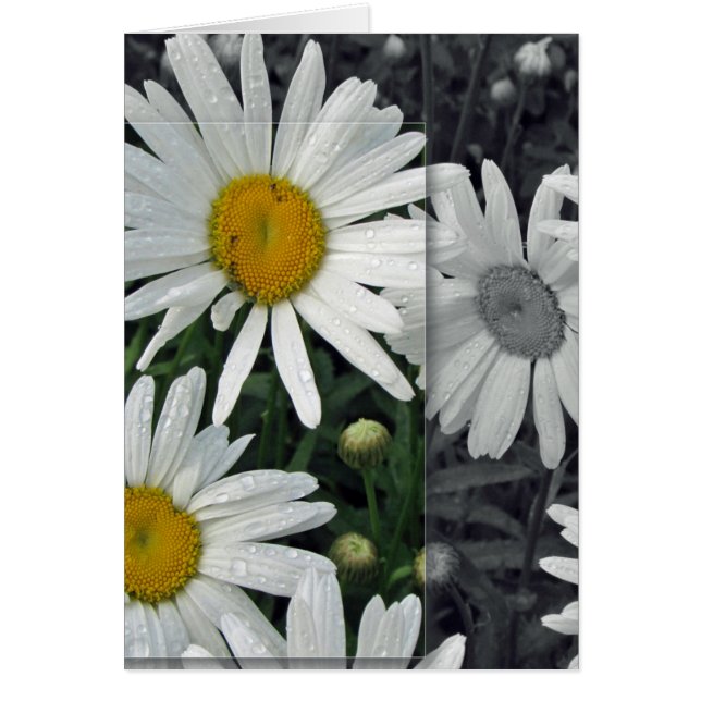 Flowers by the Lake - Daisies (Front)