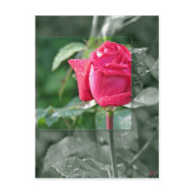 Flowers by the Lake - Red Rose Bud