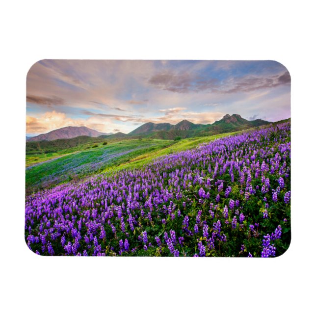 Flowers | California Wildflowers Magnet (Horizontal)