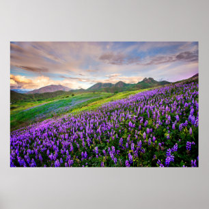 Flowers   California Wildflowers Poster