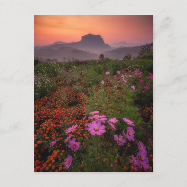 Flowers | Chiang Dao, Chiang Mai, Thailand Postcard (Front)