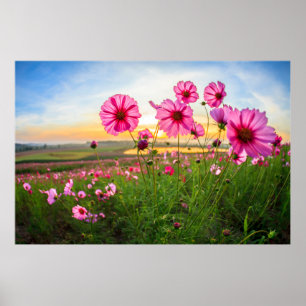 Flowers Chiang Rai Province, Thailand Poster