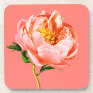 Flowers   Coral Peony Blossom Coaster