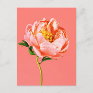 Flowers   Coral Peony Blossom Postcard