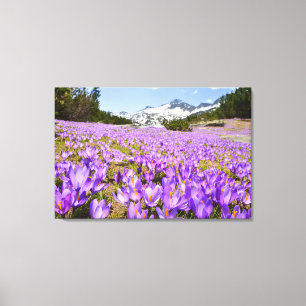 Flowers Crocus Pirin Mountain Park Bulgaria Canvas Print