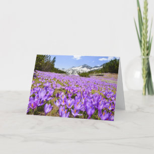 Flowers Crocus Pirin Mountain Park Bulgaria Card
