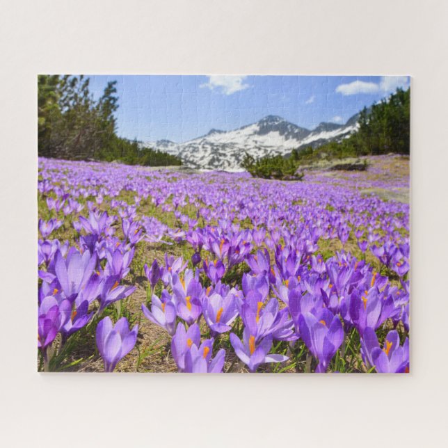 Flowers | Crocus Pirin Mountain Park Bulgaria Jigsaw Puzzle (Horizontal)