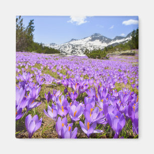 Flowers   Crocus Pirin Mountain Park Bulgaria Magnet