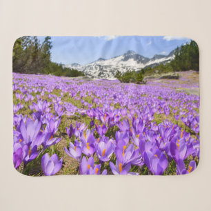 Flowers Crocus Pirin Mountain Park Bulgaria Sherpa Blanket