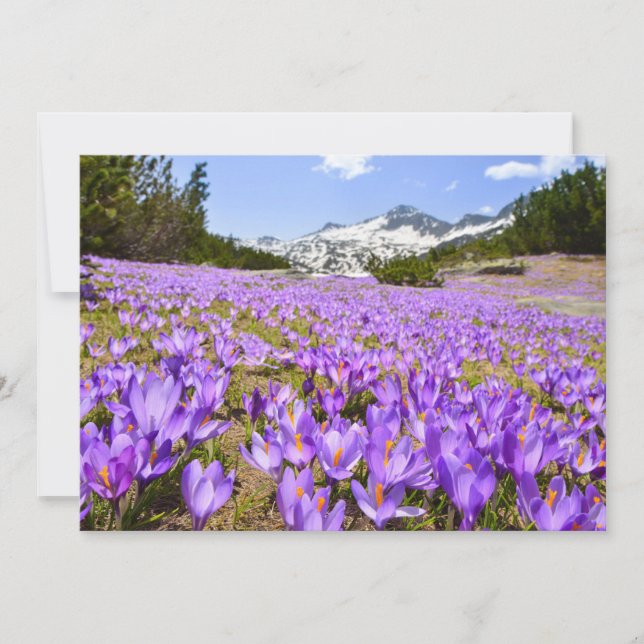 Flowers | Crocus Pirin Mountain Park Bulgaria Thank You Card (Front)