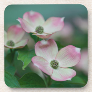 Flowers Dogwood Blossoms Coaster