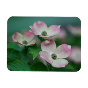 Flowers   Dogwood Blossoms Magnet