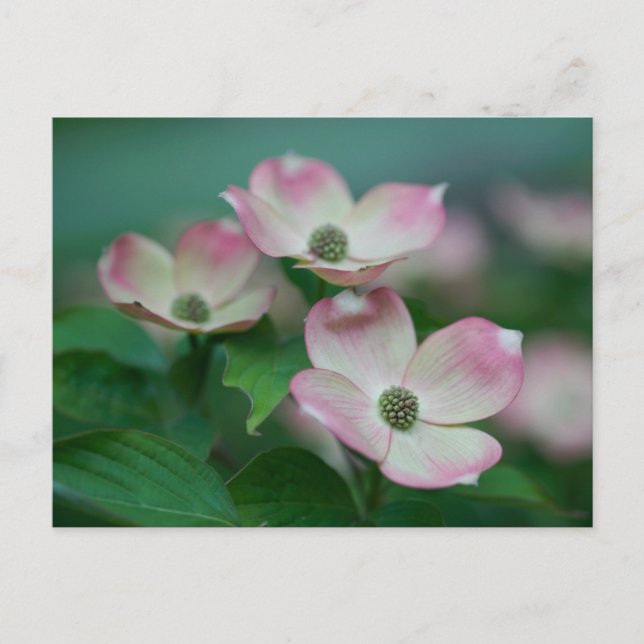 Flowers | Dogwood Blossoms Postcard (Front)