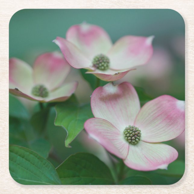 Flowers | Dogwood Blossoms Square Paper Coaster (Front)