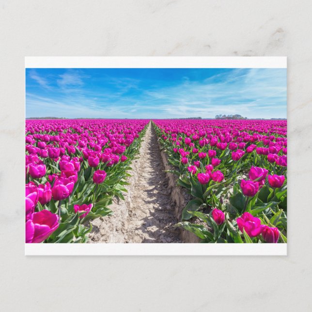 Flowers field with purple tulips and path postcard (Front)