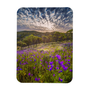Flowers   Flinders Ranges Australia Magnet