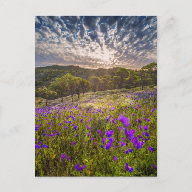 Flowers | Flinders Ranges Australia Postcard (Front)