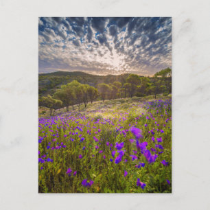 Flowers Flinders Ranges Australia Postcard