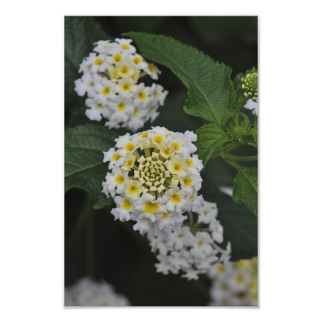 Flowers - Flores Photo Print (Front)