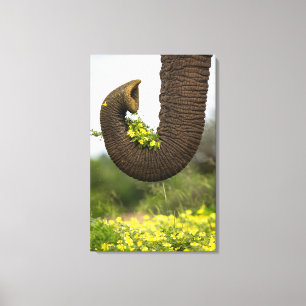 Flowers from a Giant  Canvas Print