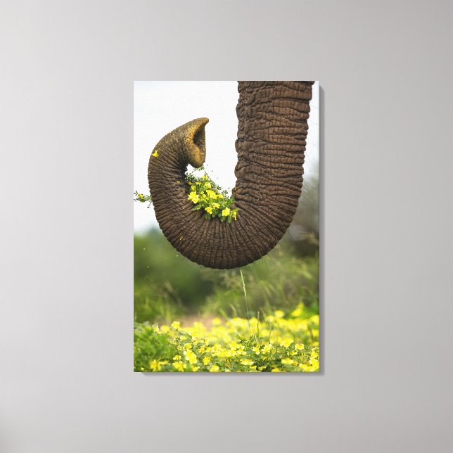 Flowers from a Giant  Canvas Print (Front)