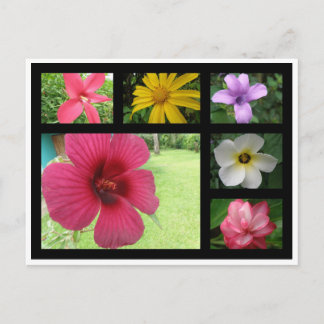 Flowers from Costa Rica Postcard