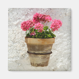 Flowers Geranium In Flower in Pot Magnet