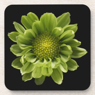 Flowers   Green Chrysanthemum Coaster