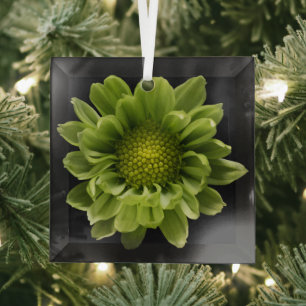 Flowers   Green Chrysanthemum Glass Ornament