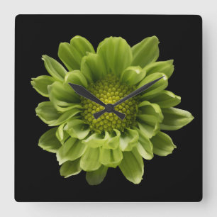 Flowers   Green Chrysanthemum Square Wall Clock
