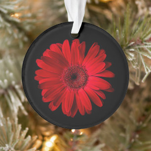 Flowers (homonymie) Gerbera