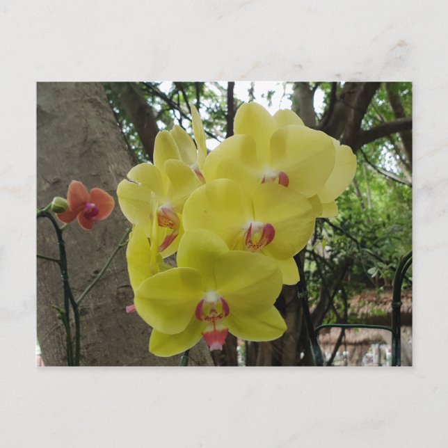 Flowers  in Chiang Mai Thailand Postcard (Front)