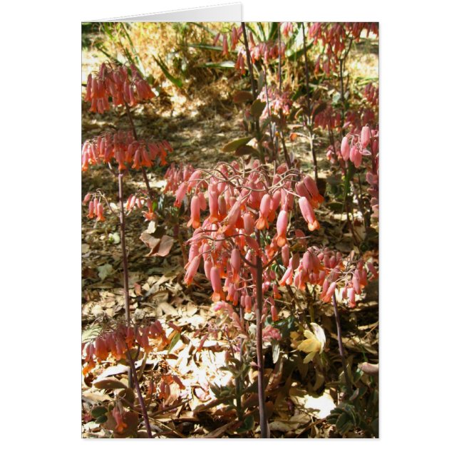 Flowers in Parque Tangamanga (Front)