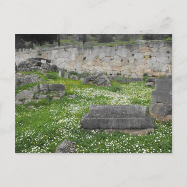 Flowers in the ruins of Delphi Postcard (Front)