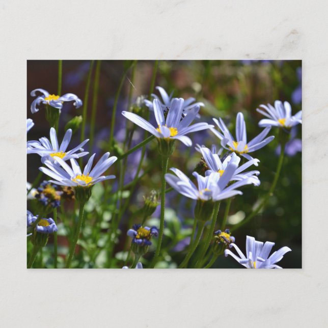 Flowers in the sunshine postcard (Front)