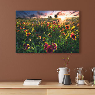 Flowers Indian Blanket Wildflower Texas Canvas Print