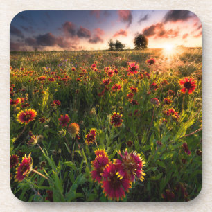 Flowers   Indian Blanket Wildflower Texas Coaster