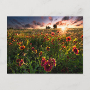 Flowers Indian Blanket Wildflower Texas Postcard